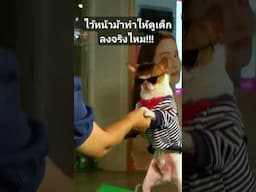 ไว้หน้าม้าทำให้ดูเด็กลงจริงไหม!!! #jerhigh #pets #สุนัขตำรวจ #siberianhusky #news #cat #animals