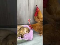 New Funny ANIMALS Videos 😂 Funniest Cats😻 and Dogs🐶_Try not to laugh