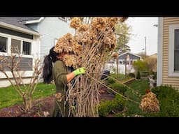 Getting Ready to Prune My BIG Hydrangea Hedge NOW