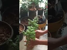 Jade grow in summer/summer plants propagation