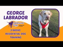 George the Labrador | 3 Weeks Residential Dog Training