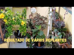 MINHAS PLANTAS DEPOIS DOS REPLANTES COMO ESTÃO E LIMPEZA NO JARDIM