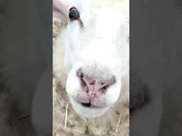 My BIGGEST Investment  #farmvlog #sheepfarming #farming