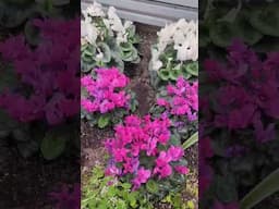Centennial Park Conservatory