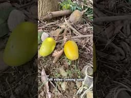 Fully Ripes on Tree !!!