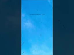 Lucky to witness birds migration