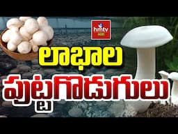 Mushroom Farming: లాభాల పుట్టగొడుగుల పెంపకంపై శిక్షణ | Nelathalli | hmtv Agri