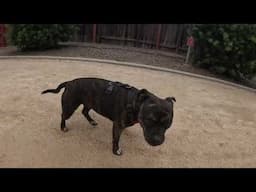 Your Daily Dose of Staffordshire Bull Terrier Walks- Joy In Every Step! Episode #4