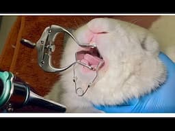 Rabbit Dental and vaccination @ Noahs Ark Vet Clinic Kent. Book an appointment today! 01622291510