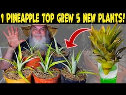 I Grew 5 Pineapple Plants from 1 Top. Amazing!