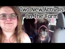 Two Dwarf Horses Arrive on the Farm - Garden Update