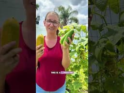 3 Ways To Fix Bitter Cucumbers