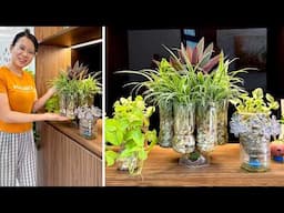 These Are the Best Aquarium Plants for Summer - Low Cost Indoor Planting Ideas