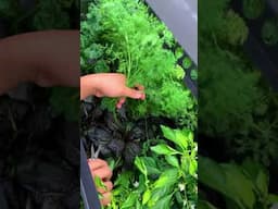 No bugs to deal with, grow anytime even during winter season