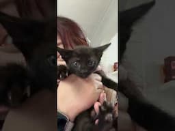 George & Panther #cat #kitten #babyanimals #animallife #catbaby #catlovers