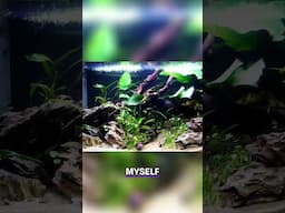 Nano Fish Guide: Is The Green Kubotai a Good Choice?