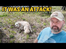 This Isn't Good At All...Another Attack
