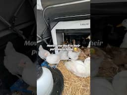 The word permanent has such a nice ring to it 😊 #moving #ducks #chickens #flock #offgrid