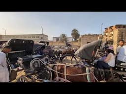The Horse and Buggy Chaos at Edfu Temple in Egypt