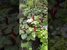 Front Yard Garden Tour in British Columbia #gardentour #gardendesign #britishcolumbia
