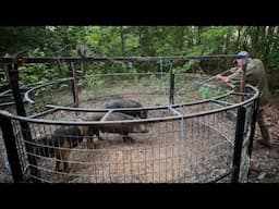The Most Emotional Week of My Life  (Hogs, Family & Farewell)