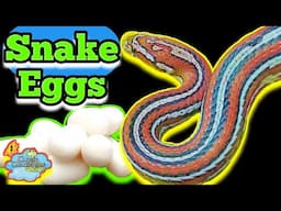 Miami Cornsnake laid Eggs!!! 🐍 🐍 🐍