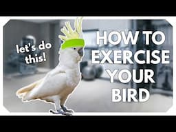 3 Ways to Exercise Your Bird