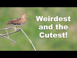 I found the Cutest Surprise while out birding with the LUMIX G9ii
