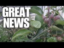 Growing Container Dwarf Apple Trees [Container Gardening ]
