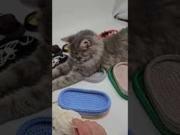 хто першим ліг, того і тапки))))#cat #cats ##kittycat #catknight #knitting #knitting