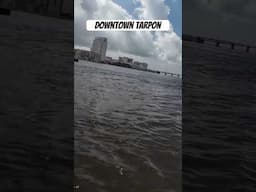 Tarpon fishing downtown Jacksonville Florida with artificial 🎣 #tarponfishing #livetarget #kastking