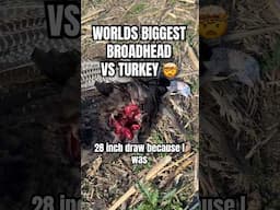 World’s Biggest Broadhead Vs Turkey | Beast D-Cap broadheads | #broadhead #archery #beastbroadheads