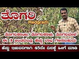 ತೊಗರಿ ಕೃಷಿ|thogari farm|Redgram farming|BRG|GRG|Red gram harvesting|redgram cultivation|redgram|gram