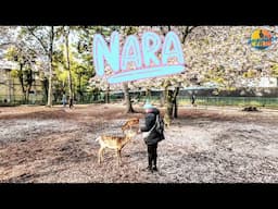 NARA Day Trip & Riding Shinkansen from OSAKA to TOKYO - Japan Vlog 🇯🇵