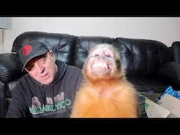 Monkey Happy Chair!