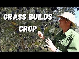 How Native Grasses are Boosting an Olive Grove