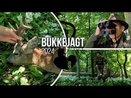 Bukkejagt - 16 maj buk. Roebuck hunting. Rehbock jagd, råbukk jakt.