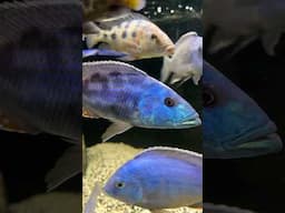 My ROOTS *Lake Malawi African Cichlids!*
