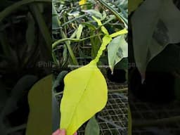 Philodendron joepii variegated Aroid Greenhouses