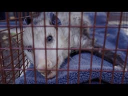 Protecting Area Animals: Inside the Austin Animal Protection Office (Part 2)
