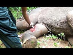 Huge pain! Poor elephant begging for life with swollen leg caused by a gunshot gets treated