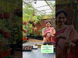 Seed Balls / సీడ్ బాల్స్ చేసి పచ్చదనం పెంచుదాం @MADGARDENER  #worldenvironmentday #plants #garden