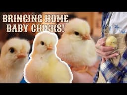 What Did We Just Get Ourselves Into?! (🐣 Our First Backyard Chickens)