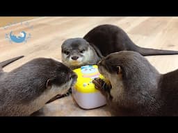 Otter Apologizing After A Fight.