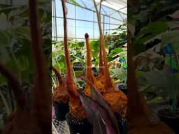 GREENHAUS SESSIONS | Ivano Bellini Live DJ Set at Aroid Greenhouse inside our Garden Center