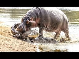 CROCODILE VS HIPPO, THE WILD AFRICA.