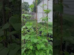 The Rattlesnake Pole Beans Are 8 Feet Tall!