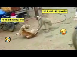 कुत्ता आज बहुत गलत जगह पंगा ले बैठा है 😂🤣 ll monkey funniest moments recorded on camera