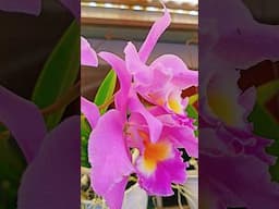 Flower cinematic With simple Grading