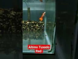 GUPPY EKOR MERAH DELTA TAIL #guppy #fish #shorts